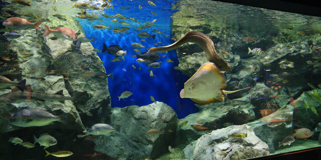 碧南海浜⽔族館の写真